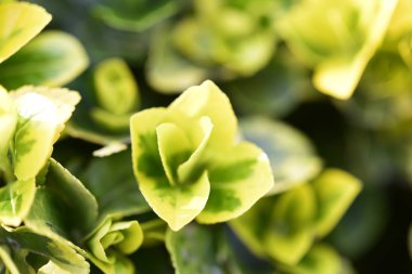 Taze yaprakları doğada getirmek