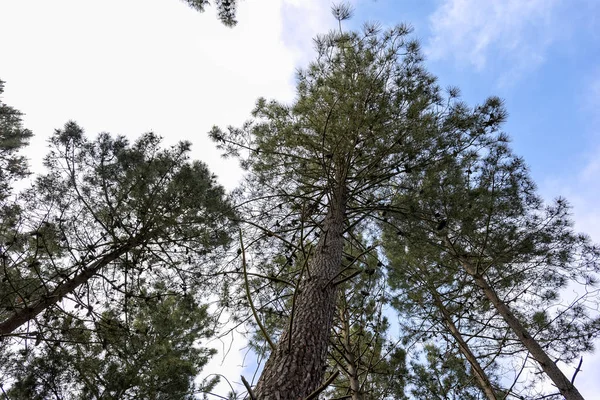 Ağaçların Dibinden Gökyüzü Görünümü — Stok fotoğraf