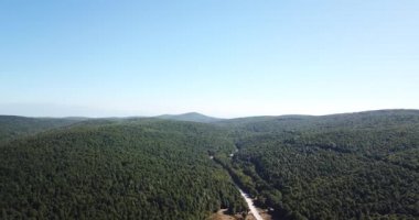 güneşli bir günde ormanın havadan görünümü