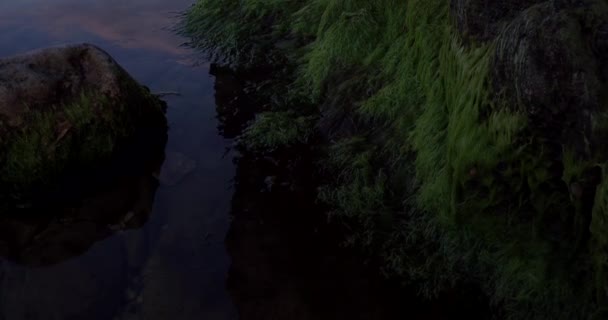Denizde Kayalar Üzerinde Deniz Yosunu — Stok video