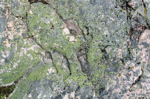 Grüne Flechten Auf Grauem Felsen — Stockfoto