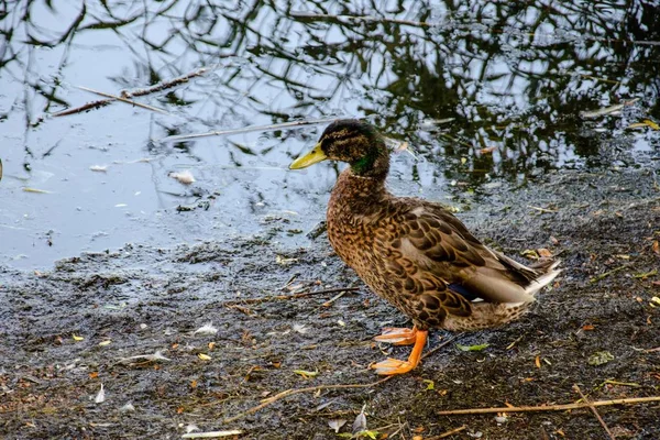 Duck Edge Pond — Stock Photo, Image