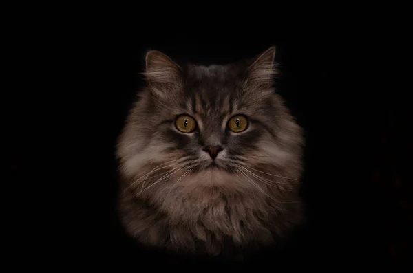 Retrato de un gato gris esponjoso. Fondo negro . — Foto de Stock