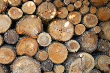 bir yığınının yığılmış karışık odun