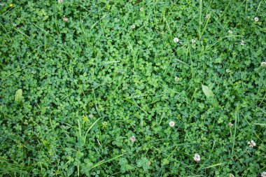 yeşil çim ve Clover halı