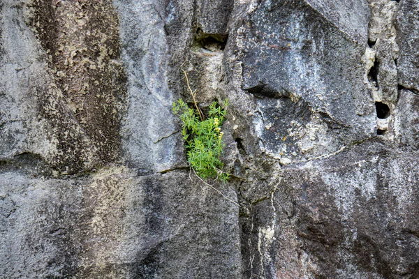 Teil der alten grauen Steinmauer mit steigender — Stockfoto