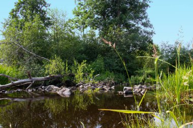 Küçük bir nehrin kıyısında yaz günü.