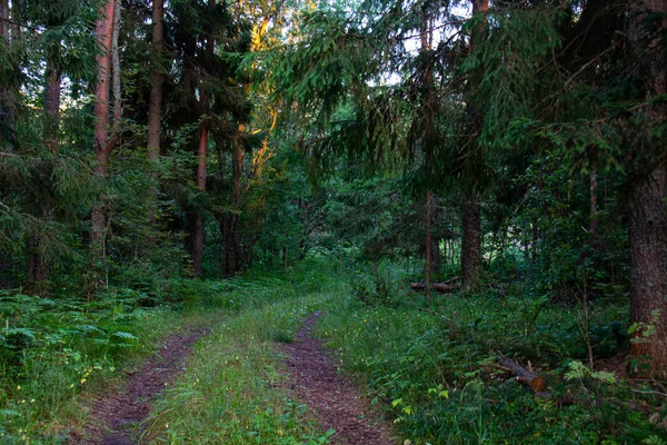 Camino de tierra en el bosque. — Foto de Stock