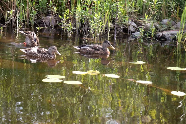 Ομάδα άγριων πάπιες σε μια λιμνούλα με κρίνα νερού — Φωτογραφία Αρχείου