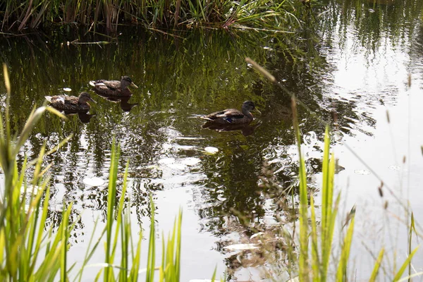 Grupo de patos selvagens na lagoa — Fotografia de Stock