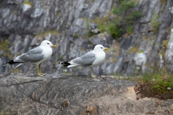 Dos gaviotas de perfil están sentadas en una roca de mármol —  Fotos de Stock