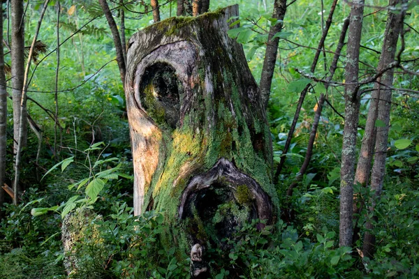 Picturesque stump with knots in the moss. — Stock Photo, Image