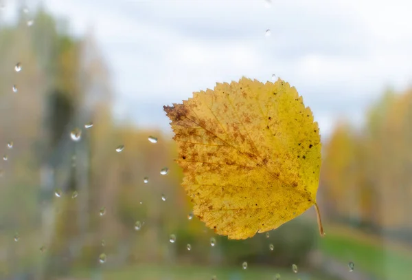 Yellow birch leaf adhered to the window in rainy autumn weather