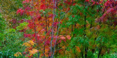 Renkli sonbahar renklerinde ağaçların yaprakları