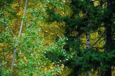Renkli sonbahar renklerinde ağaçların yaprakları