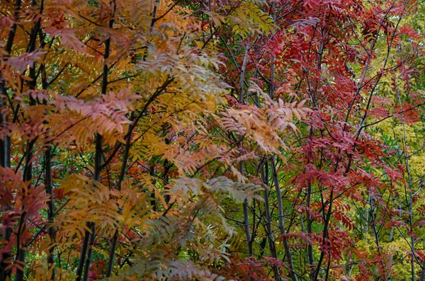 Sonbahar ağaçların çok renkli tacı