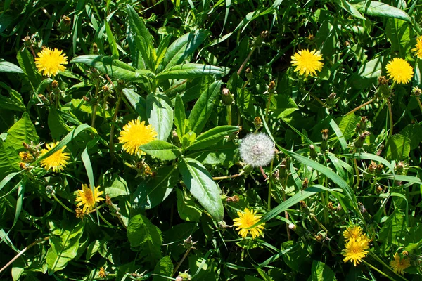 Lichtung Mit Gelbem Und Weißem Löwenzahn Ansicht Von Oben — Stockfoto