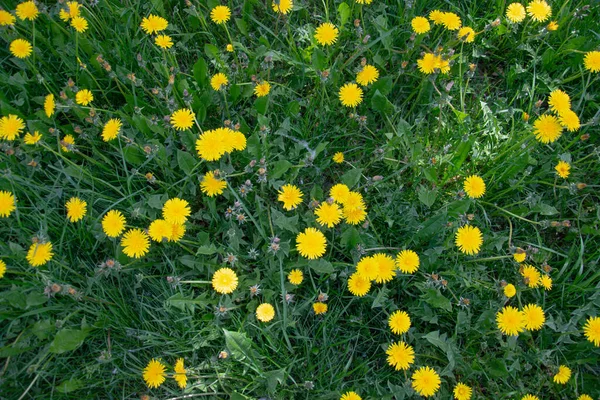 Feld Von Gelben Löwenzahn Ansicht Von Oben — Stockfoto