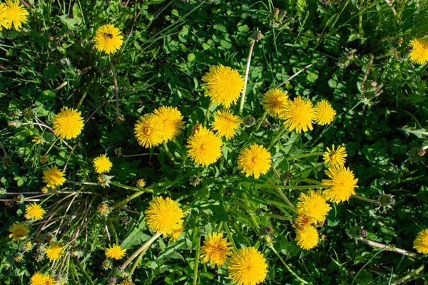 Field Yellow Dandelions Top View — Stock Photo, Image
