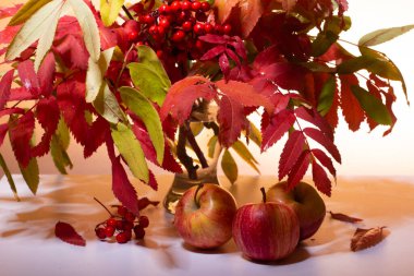 Sıcak turuncu ışıkta Rowan 'ın dallarının gölgesinde beyaz bir masanın üzerindeki elmalar. Kapat..