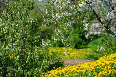 Kiraz çiçekleri bulanık doğa arka plan üzerinde. Bahar çiçekleri.