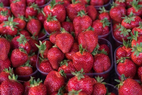 Bandejas con fresas — Foto de Stock