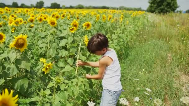 Boy cut flowers of sunflower and picking a bouquet — Stock Video