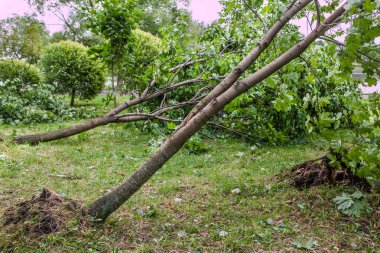 kasırga sonra düşmüş bir ağaç