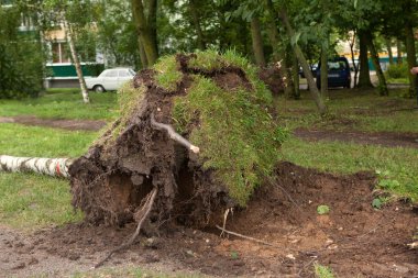 kasırga sonra düşmüş bir ağaç