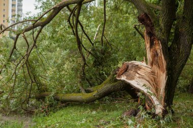 kasırga sonra düşmüş bir ağaç