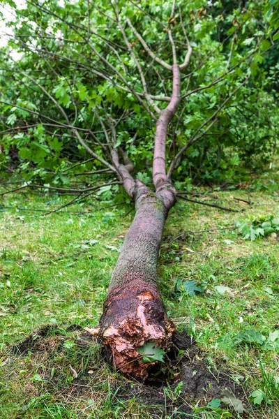 a fallen tree after hurricane