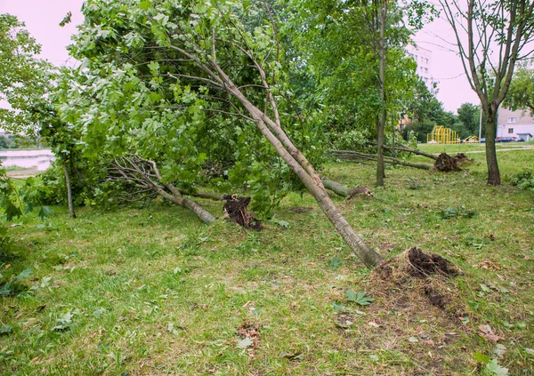 kasırga sonra düşmüş bir ağaç