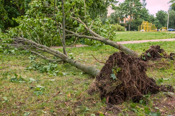 a fallen tree after hurricane