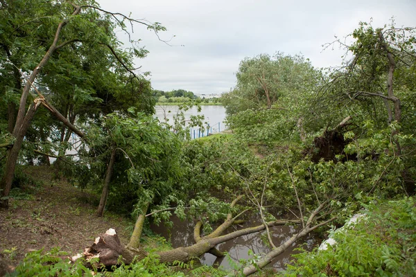 kasırga sonra düşmüş bir ağaç