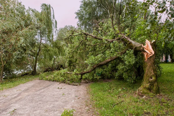 a fallen tree after hurricane