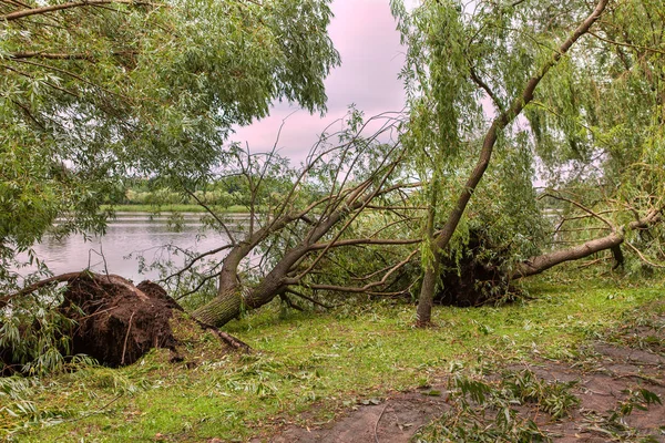 kasırga sonra düşmüş bir ağaç