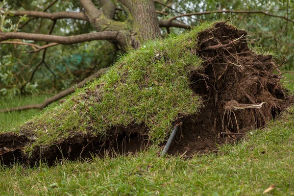 a fallen tree after hurricane