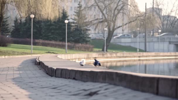 Jong meisje loopt langs de waterkant en schrikt duiven — Stockvideo