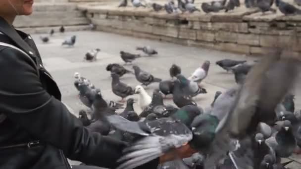 Schöne junge Frau füttert Tauben auf der Straße — Stockvideo