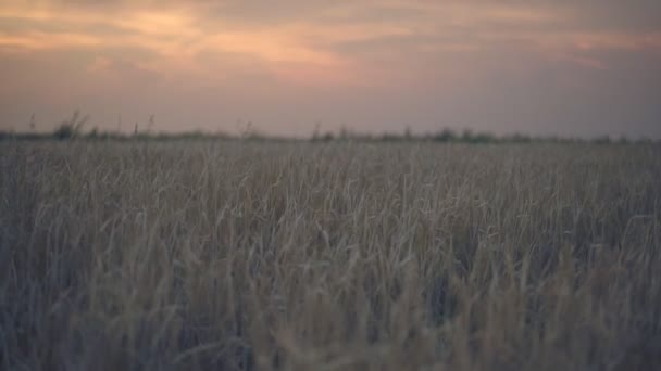 Хлопчики ходять на пшеничному полі — стокове відео