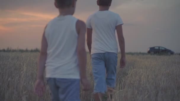 Мальчики ходят по пшеничному полю — стоковое видео