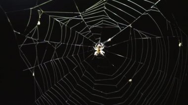 Örümcek web closeup örümcek ve sivrisinek ile