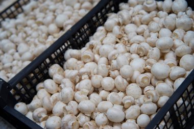 Süpermarkette kutularda çiğ şampiyon mantarları