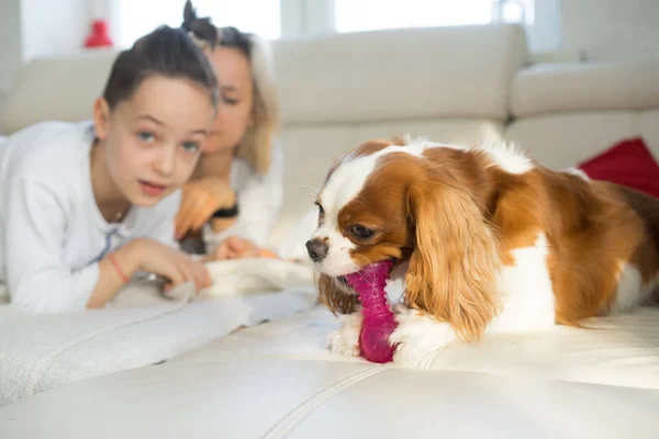Anne ve oğlu ile köpek kanepe, sabah eğleniyor. Düşüncesiz kral şarlatan İspanyol evde oynamak