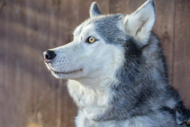 Güneş ışınları Sibirya husky portresi