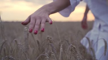 Kadın buğday tarlası. Kadın el inanarak arpa kulakları. Kadın çiftçi. Tarım hasadının tadını çıkarın. Organik altın arpa hasadı. Kadın el dokunmadan yakın.