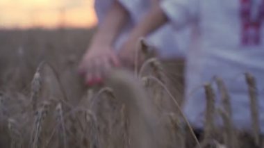 Kadın buğday tarlası. Kadın el inanarak arpa kulakları. Kadın çiftçi. Tarım hasadının tadını çıkarın. Organik altın arpa hasadı. Kadın el dokunmadan yakın.