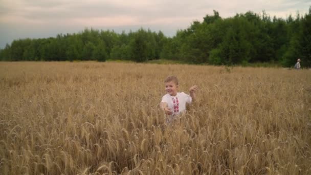 Menino caucasiano de 3 anos correndo no campo de trigo dourado, câmera lenta . — Vídeo de Stock