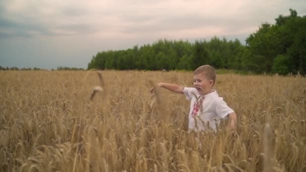 3 jaar blanke jongen die op gouden tarwe veld, Slow Motion. — Stockvideo