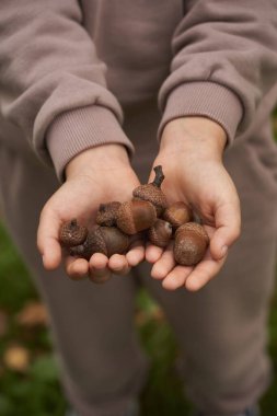 Çocuk meşe palamudu tutuyor, sonbahar kavramı avuç dolusu meşe palamudu tutuyor, Eller ve Meşe palamudu.